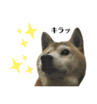 柴犬わんわん5（個別スタンプ：11）