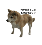 柴犬わんわん5（個別スタンプ：12）