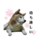柴犬わんわん5（個別スタンプ：13）
