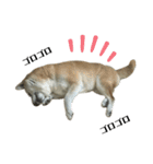 柴犬わんわん5（個別スタンプ：16）