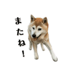 柴犬わんわん5（個別スタンプ：17）