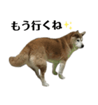 柴犬わんわん5（個別スタンプ：18）