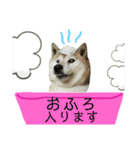 柴犬わんわん5（個別スタンプ：19）