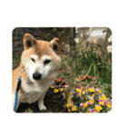 柴犬わんわん5（個別スタンプ：24）