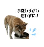 柴犬わんわん5（個別スタンプ：30）