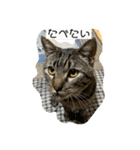 そうせきSTAMP（個別スタンプ：29）