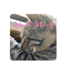 そうせきSTAMP（個別スタンプ：40）