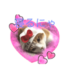 猫 ミルコのスタンプ（個別スタンプ：1）