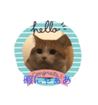 猫 ミルコのスタンプ（個別スタンプ：4）