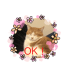 猫 ミルコのスタンプ（個別スタンプ：5）