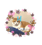 猫 ミルコのスタンプ（個別スタンプ：6）