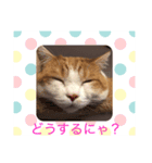 猫 ミルコのスタンプ（個別スタンプ：7）