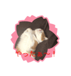 猫 ミルコのスタンプ（個別スタンプ：8）