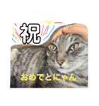 ゆかいなどうぶつ園（個別スタンプ：8）