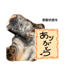 ゆかいなどうぶつ園（個別スタンプ：14）