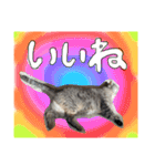 ゆかいなどうぶつ園（個別スタンプ：16）