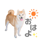 そいそいっ（個別スタンプ：1）