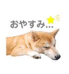そいそいっ（個別スタンプ：2）