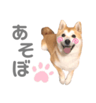 そいそいっ（個別スタンプ：3）