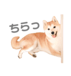 そいそいっ（個別スタンプ：4）