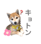 そいそいっ（個別スタンプ：6）