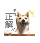 そいそいっ（個別スタンプ：7）