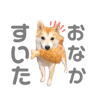そいそいっ（個別スタンプ：8）