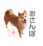 そいそいっ（個別スタンプ：13）