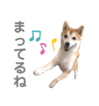 そいそいっ（個別スタンプ：14）