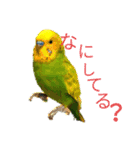 Pi-＆Peko 幸せの黄色い鳥と花（個別スタンプ：21）