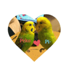 Pi-＆Peko 幸せの黄色い鳥と花（個別スタンプ：22）