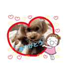 トイプーPoohPooh123（個別スタンプ：1）