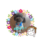 トイプーPoohPooh123（個別スタンプ：3）