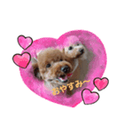 トイプーPoohPooh123（個別スタンプ：5）