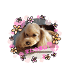 トイプーPoohPooh123（個別スタンプ：7）
