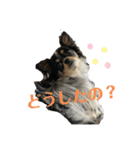 メルマロクゥタ（個別スタンプ：14）