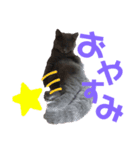 ココ様の日常part①（個別スタンプ：7）