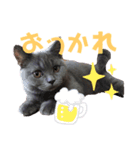 ココ様の日常part①（個別スタンプ：8）