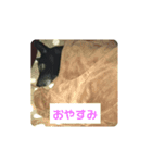 フックスタンプ（個別スタンプ：2）