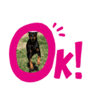 ミニピン ブラックタン（個別スタンプ：3）