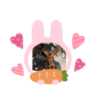 ミニピン ブラックタン（個別スタンプ：6）