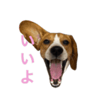 うりだよ。（個別スタンプ：4）