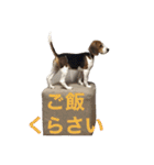 うりだよ。（個別スタンプ：12）