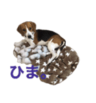 うりだよ。（個別スタンプ：13）