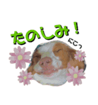 ブリスタ2歳（個別スタンプ：1）