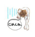 ブリスタ2歳（個別スタンプ：4）