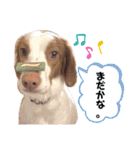 ブリスタ2歳（個別スタンプ：5）
