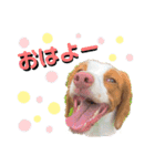 ブリスタ2歳（個別スタンプ：9）