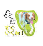 ブリスタ2歳（個別スタンプ：13）