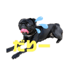 黒パグの寅音さん♡（個別スタンプ：4）